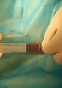 猫有一点点流血是来大姨妈,猫子宫流血是怎么回事