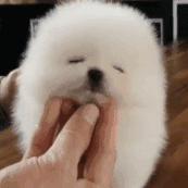 第1次想养纯种狗应该怎么挑,纯种狗和不纯种哪个好养