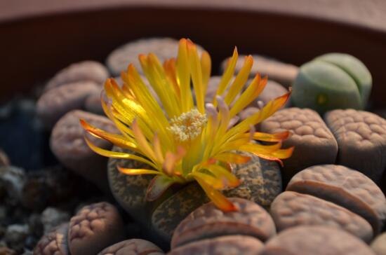 生石花怎么养,生石花的养殖方法和注意事项