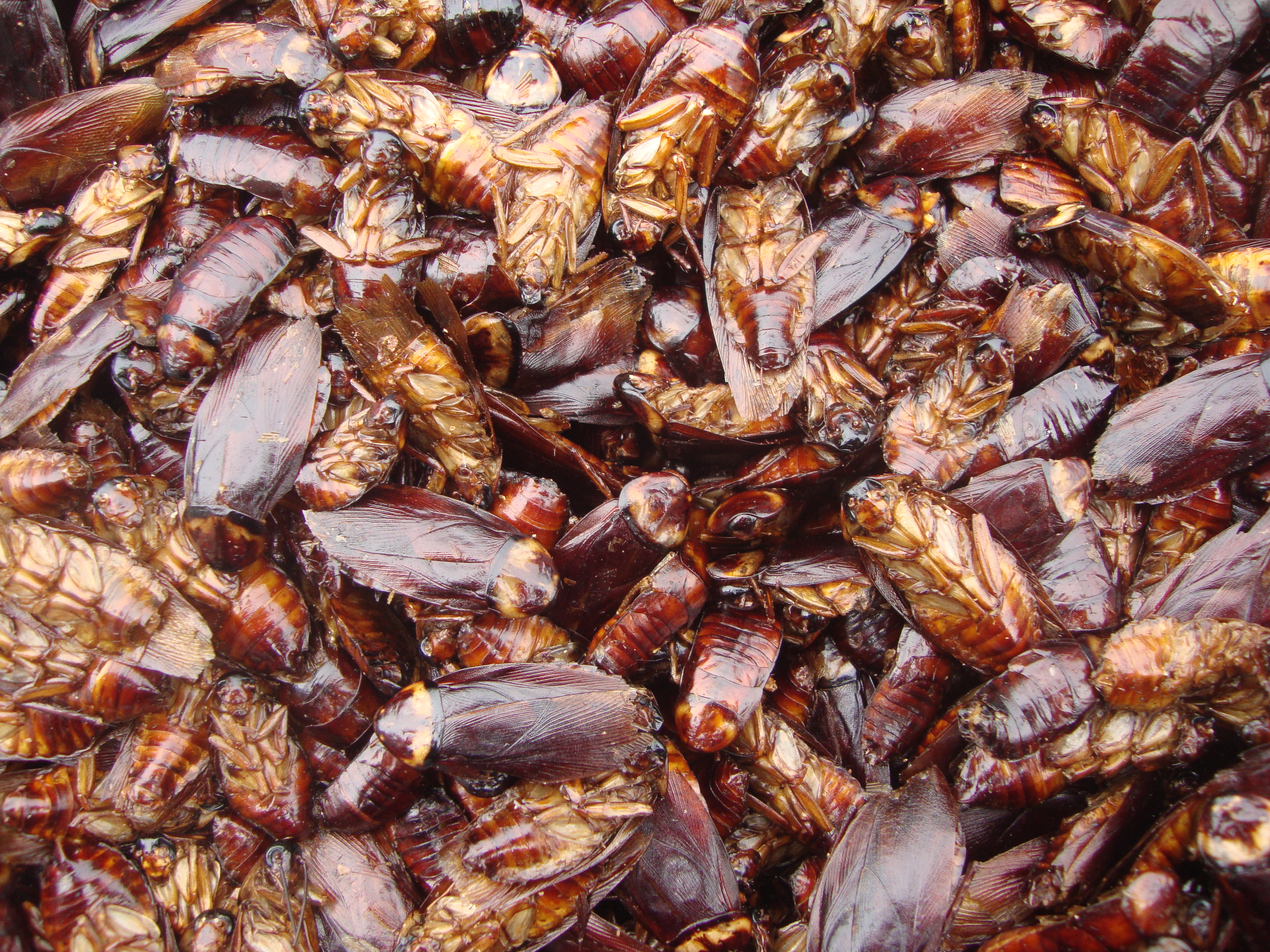 养殖的蟑螂一斤多少钱,蟑螂能卖1斤多少钱