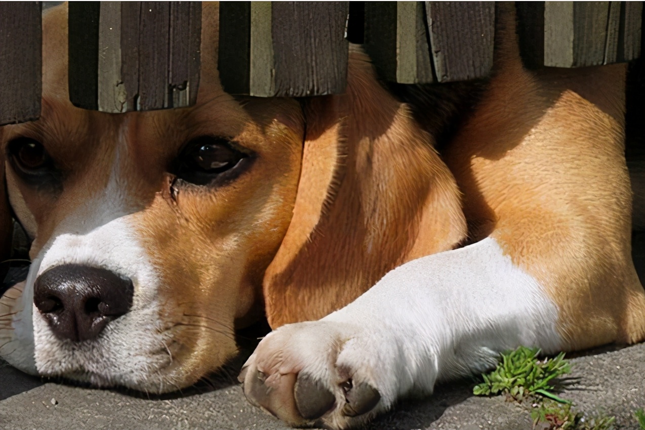 狗狗小视频养狗训练,养狗要训练哪些技能有好处