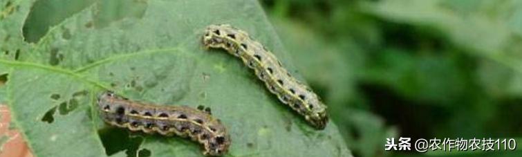 红小豆最佳种植方法小妙招,红小豆高产种植技术