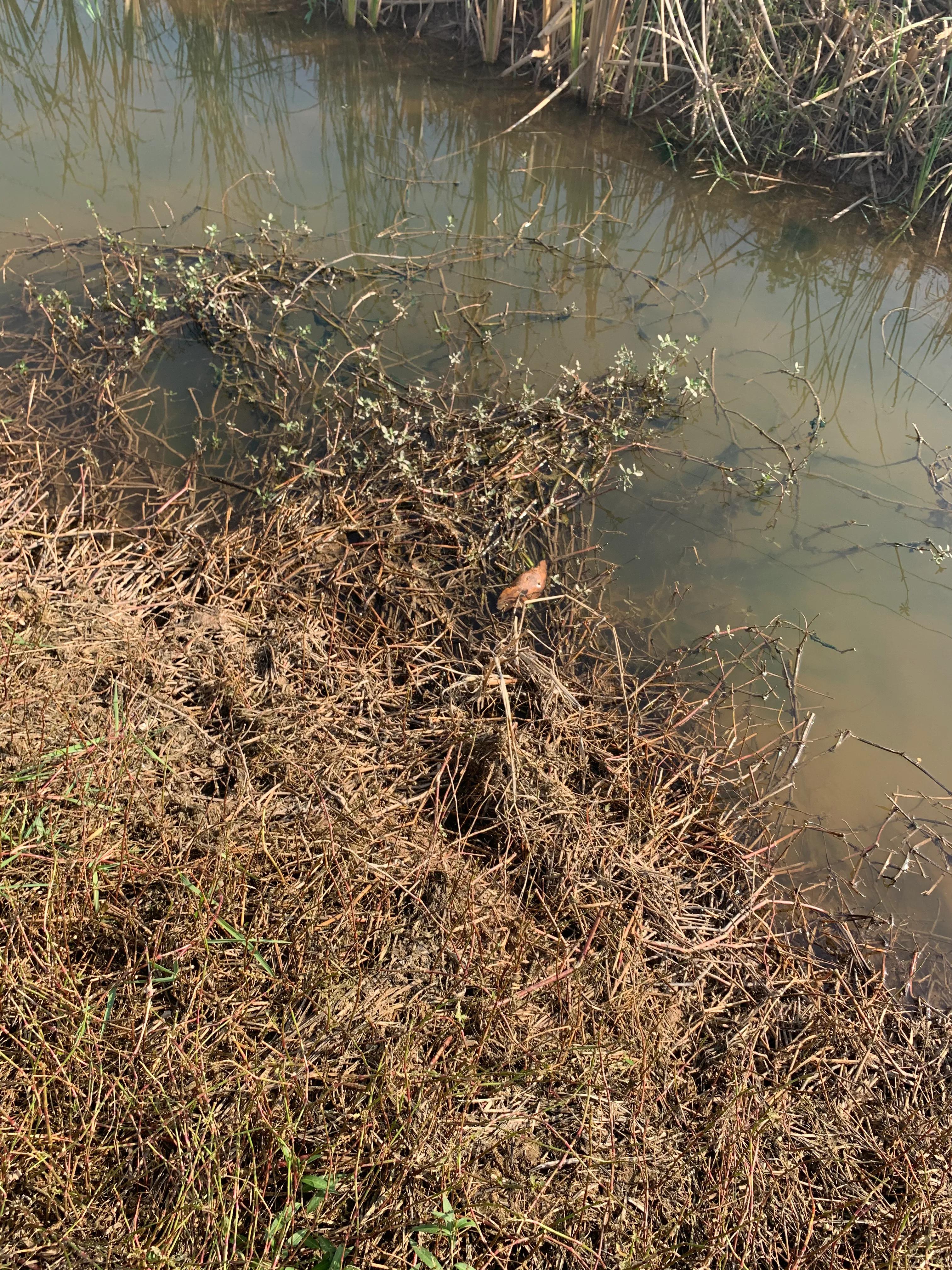 辟谣：谨防虾苗出洞死亡？投食之前先清理环沟里面老化挂脏的水草