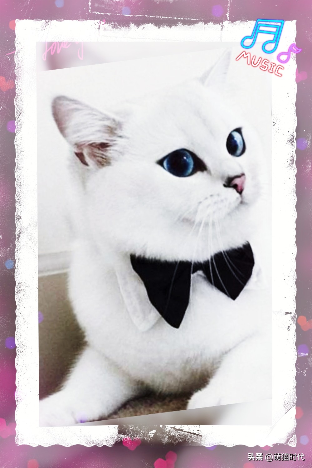 怎么判断猫咪的视力和听力,认知小猫