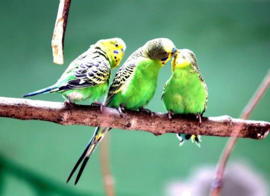 怎么能养好鹦鹉,如何养好一只小鹦鹉