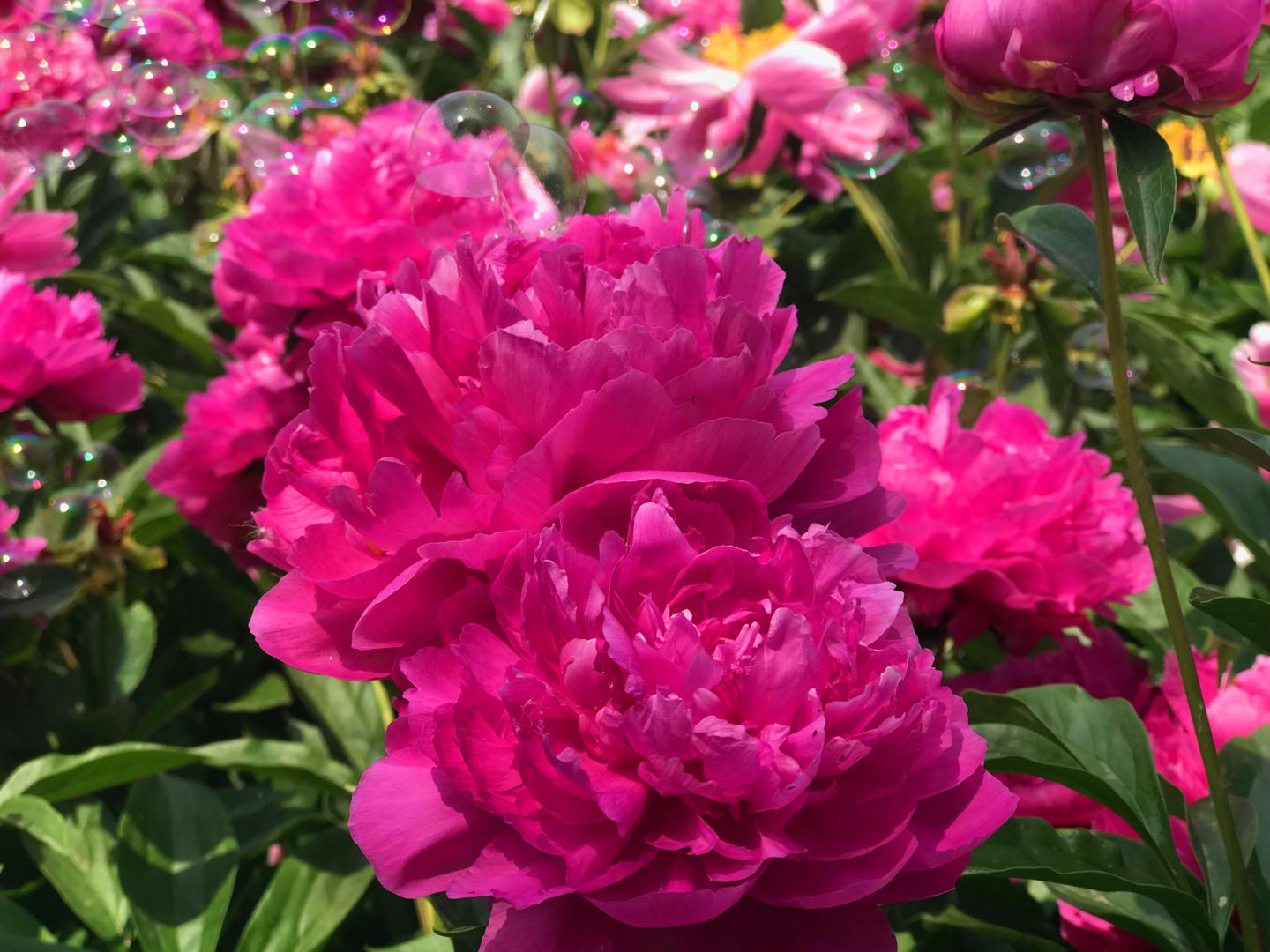 携快乐出发，邀幸福直达—自驾唐DM深圳至洛阳1500公里之旅