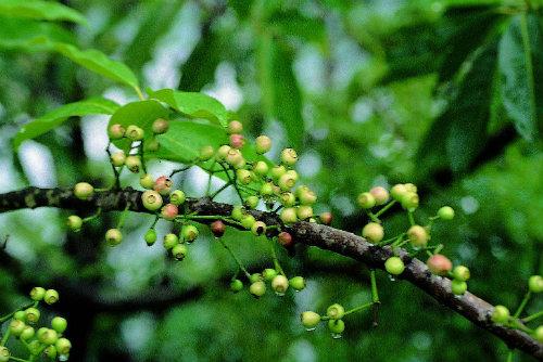 讲解中医食药知识的视频,食药知识宣讲