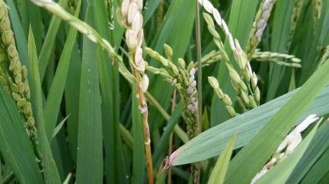 水稻白穗病原因,水稻有白穗病怎么办