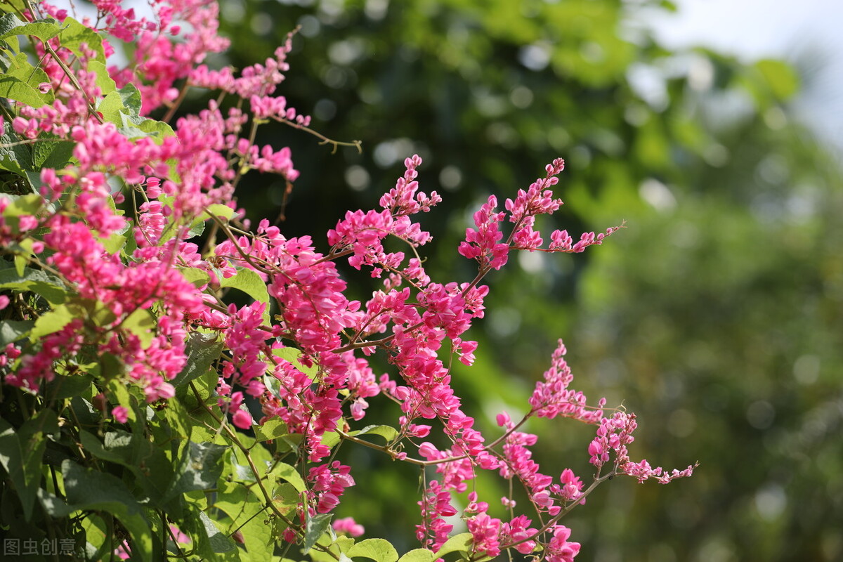 100种常见园林图鉴,列举20类不同的园林花卉