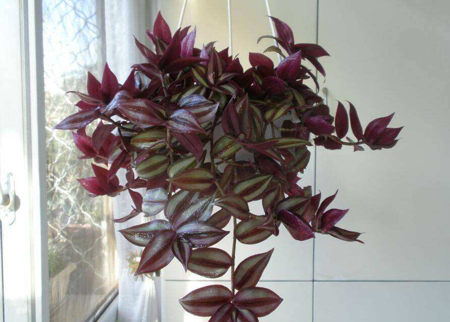 室内养花养这几款花,秋天金鱼花怎么养才开花