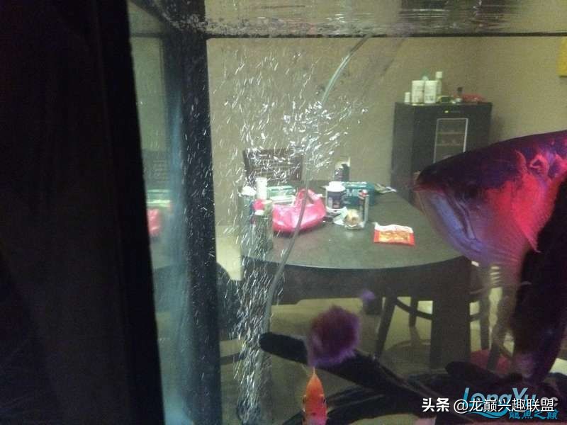 手把手教你做龙鱼最强营养秘方食谱--鲜虾牛肉狮子头,别馋哈