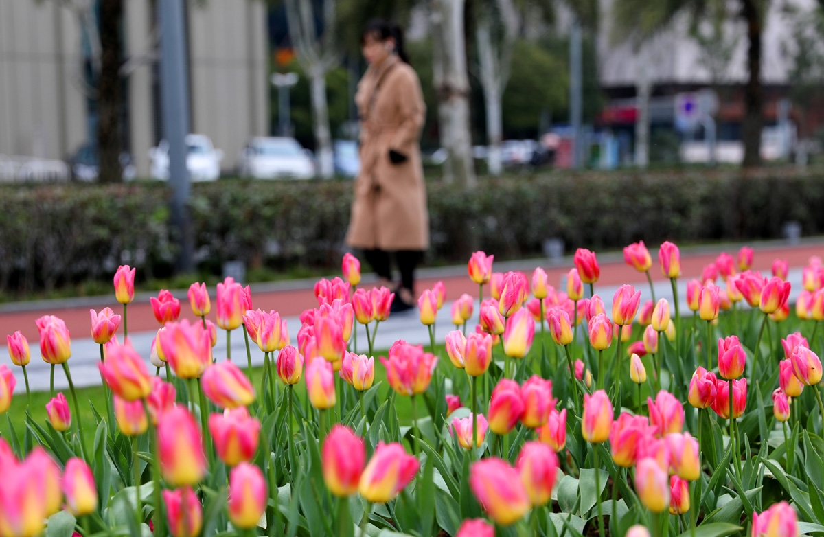 宁波现在哪里可以看郁金香,宁波郁金香在什么地方