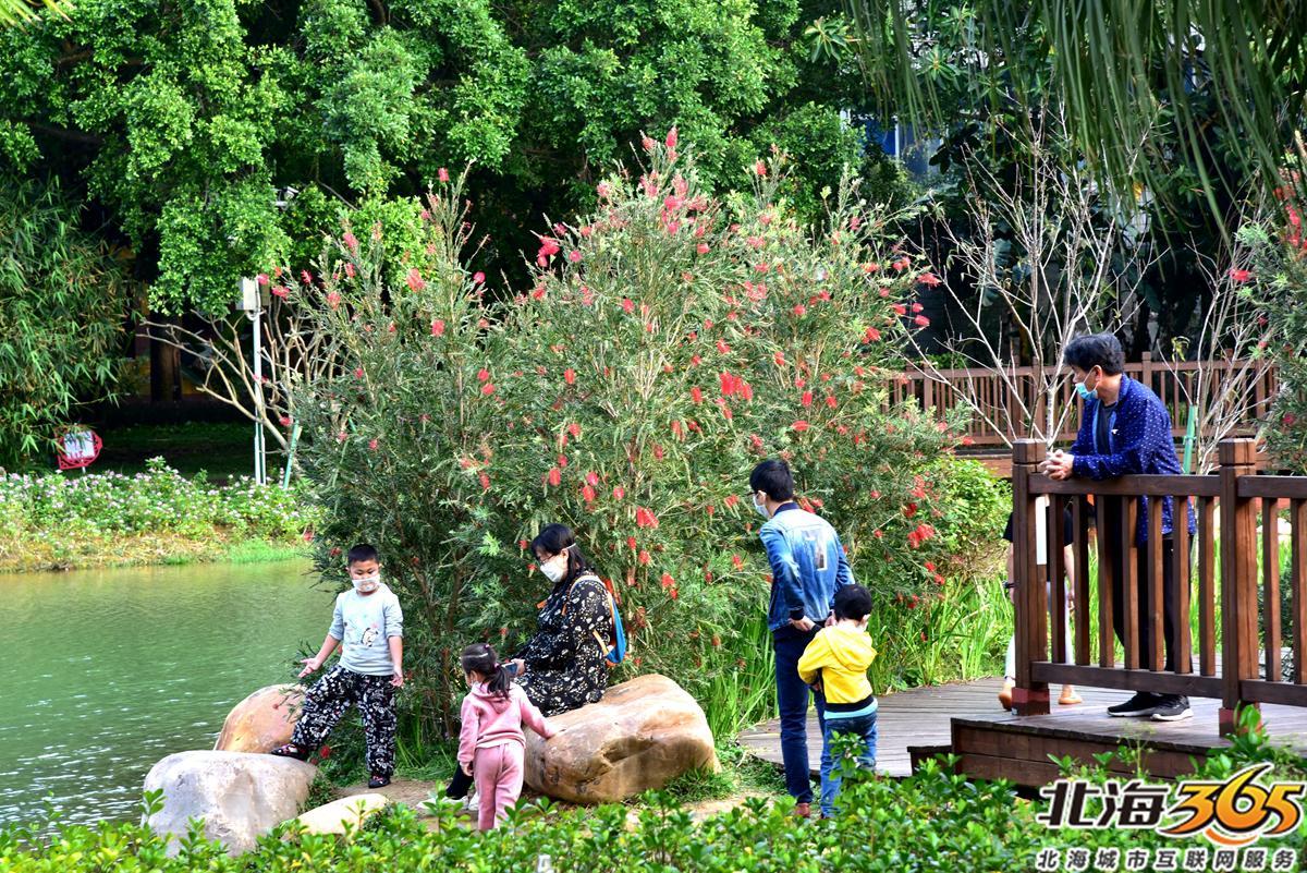 「多图」春天来了!北海街头的三角梅、黄花风铃开得好艳