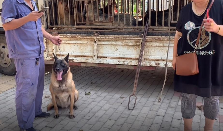 马犬险些被送到了狗肉馆,从狗肉车上救下来的狗狗马犬