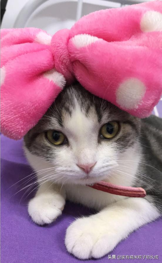 想购买猫咪在哪里购买比较好,购买猫咪一般在网上哪里卖