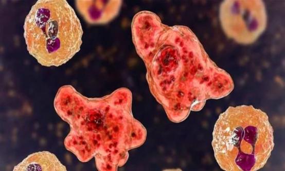 致命的虫子视频,几种最恐怖的食脑变形虫