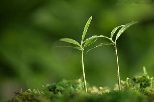 草长莺飞二月天拂堤杨柳醉春烟,二月天拂堤杨柳醉春烟
