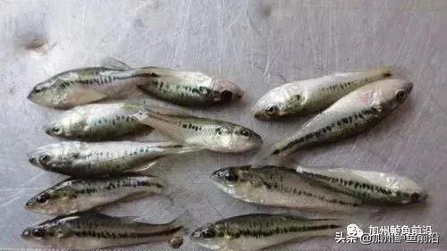 加州鲈鱼如何防治,加州鲈鱼熟身病防治方法