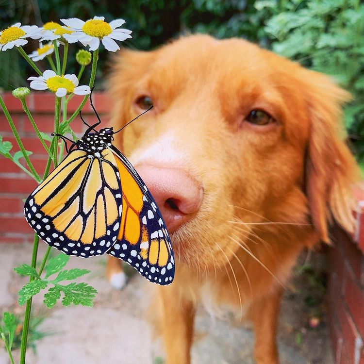 “蝴蝶王”狗版招蜂引蝶