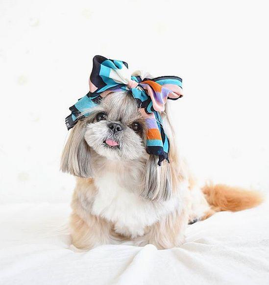 狗狗子宫蓄脓手术后三天危险期,狗狗也会得胰腺炎吗