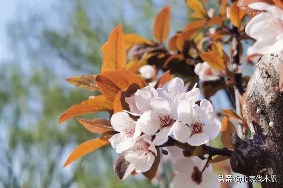 芒种至仲夏始最好的生活是什么,芒种好玩的地方