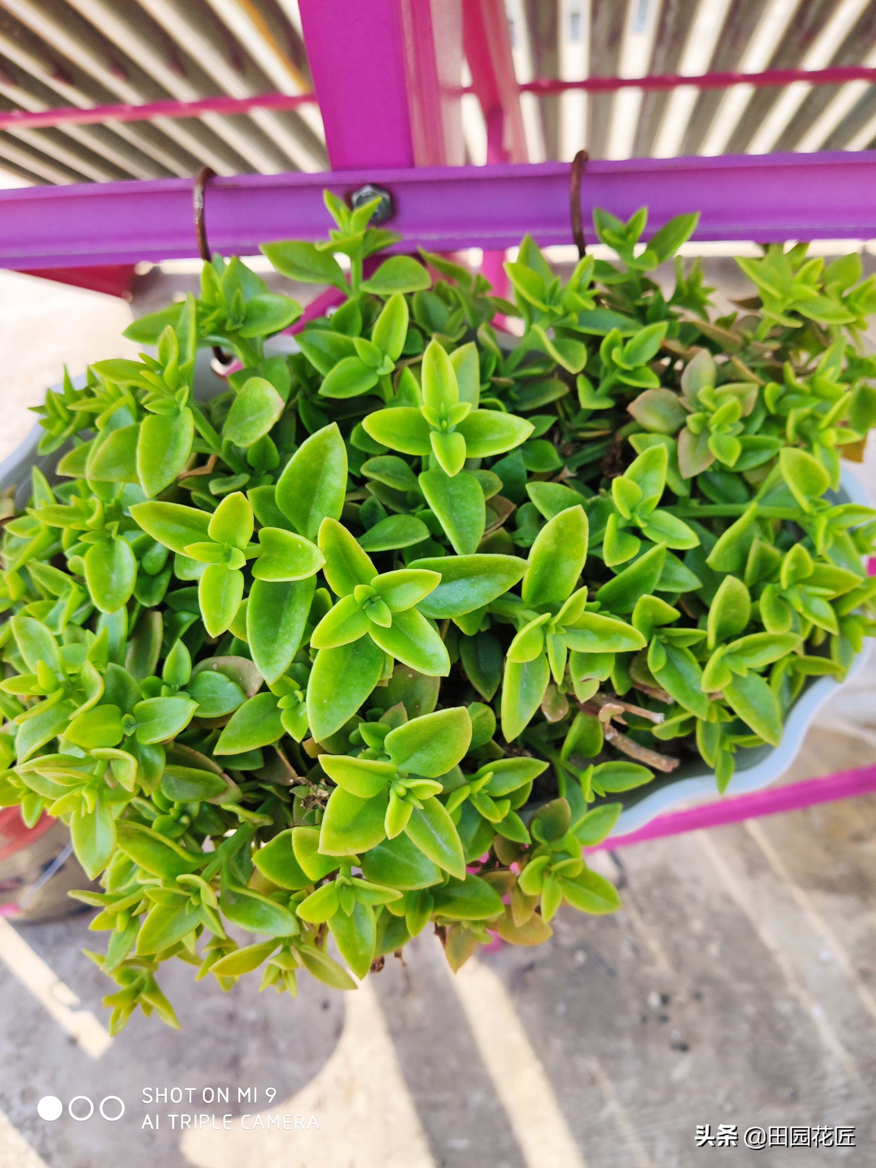 牡丹吊兰叶片黄？听听养殖老手的养殖经验分享，轻松找到黄化原因