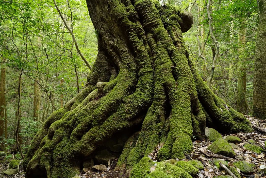 3000左右的显示器32寸曲屏,3000元27寸2k显示器推荐2021