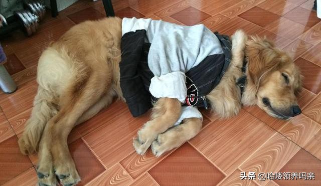 狗狗呕吐的背后，隐藏着多少不为人知的病情？不是每一种都能忽略