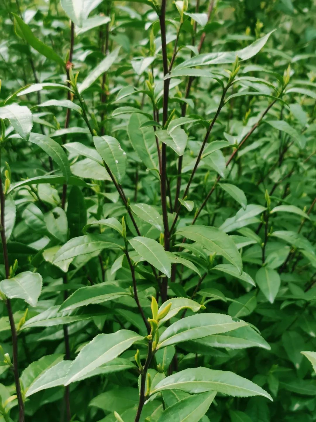 中茶和紫阳茶,紫阳的茶好还是平利的茶好