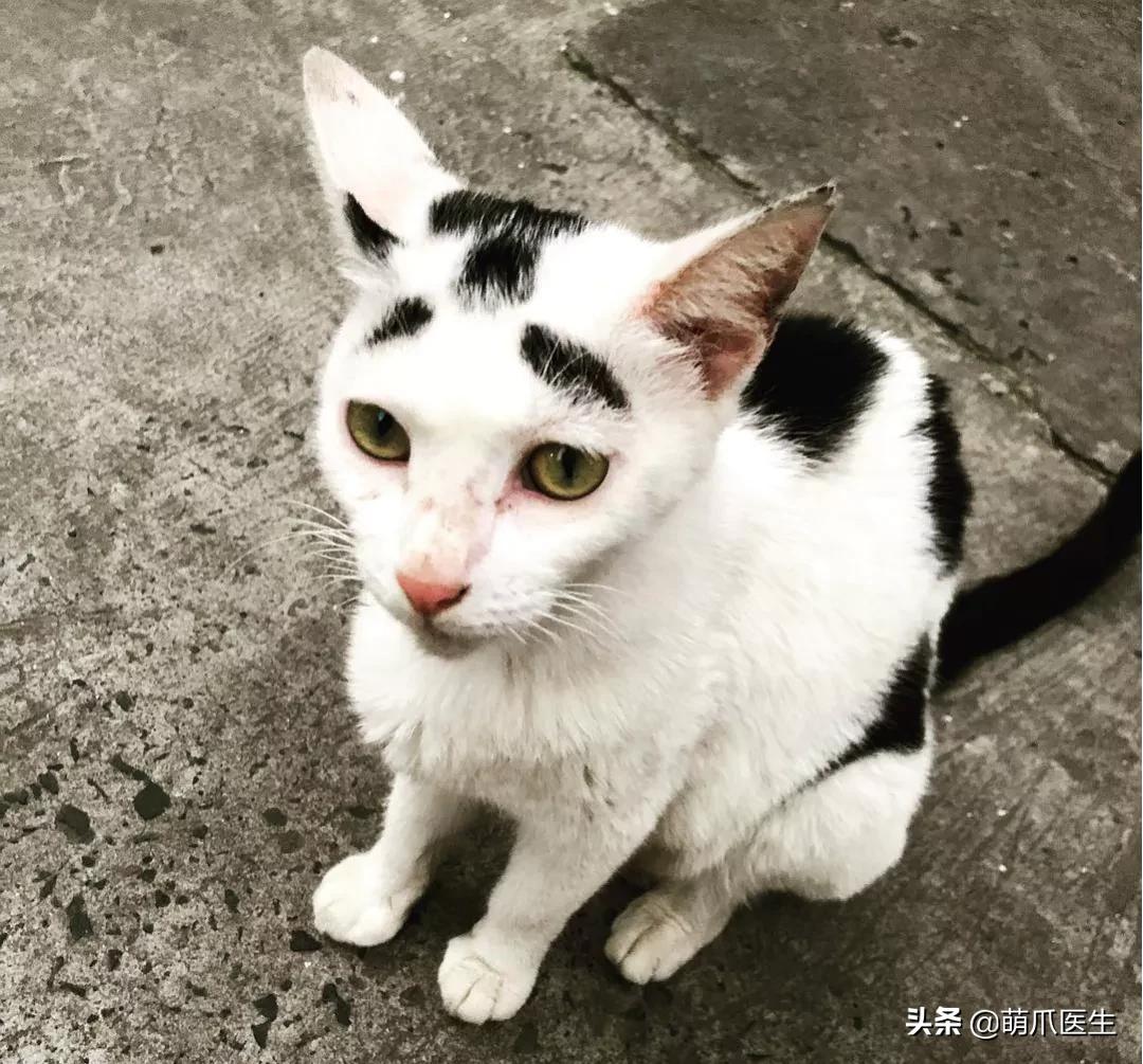 长得很潦草的一只猫,一只猫能有多潦草