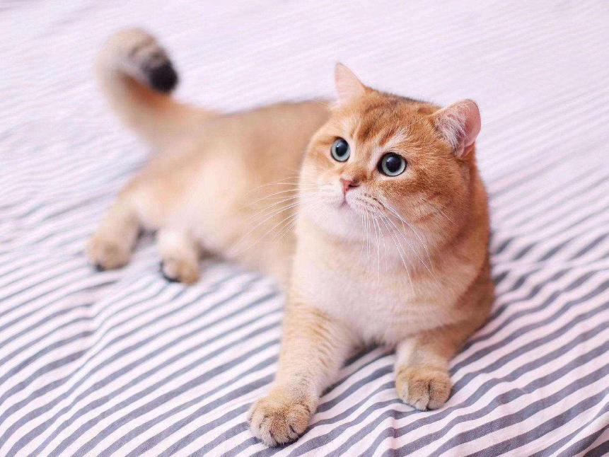 猫咪发情期怎么办？铲屎官们可以这样解决，快来看看吧