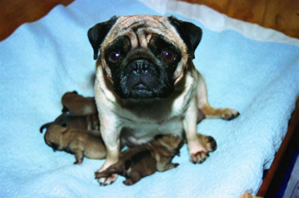 如何在家给狗狗测血糖,如何在家给狗狗接生