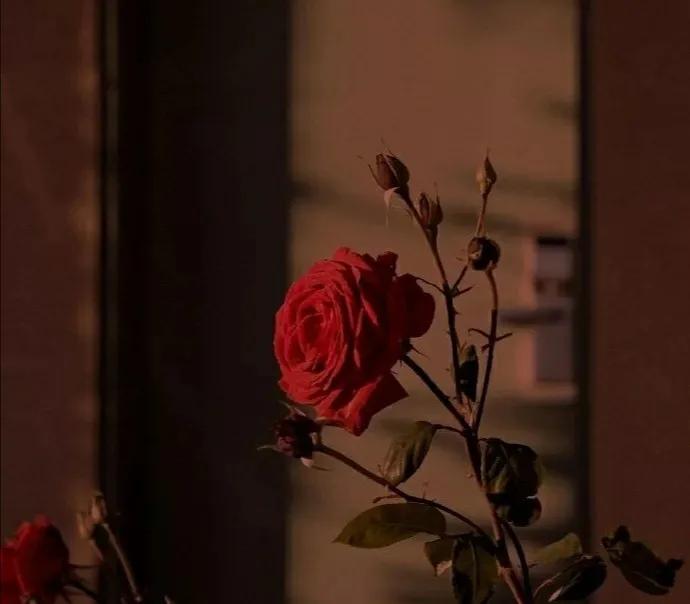 斗南今日玫瑰花价格,每日识花玫瑰花