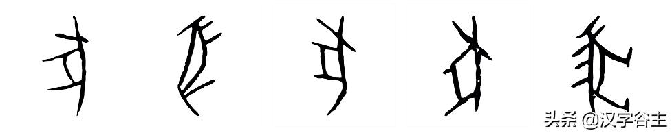 豕字和猪的关系,从猪开始进化