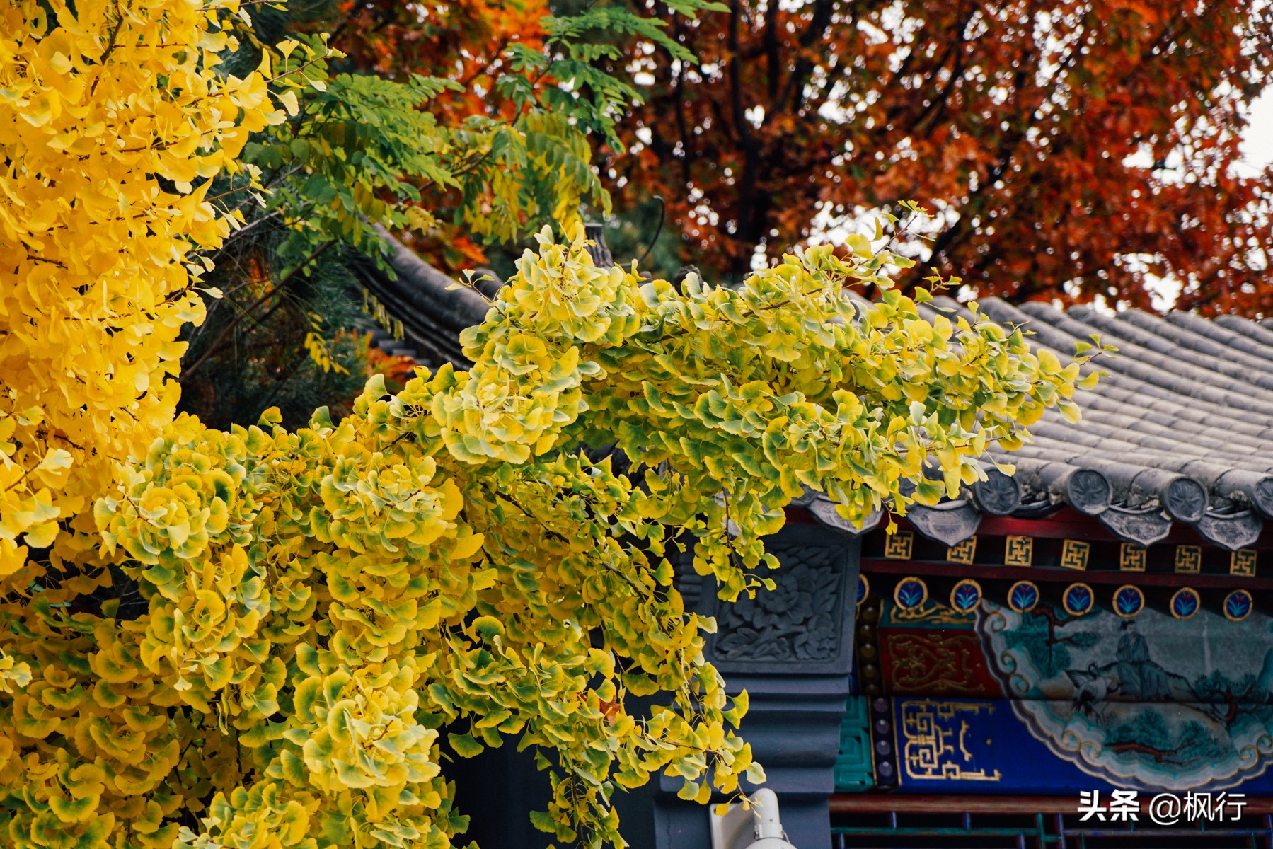 北京18个看银杏的好地方在哪,北京八大处看银杏攻略