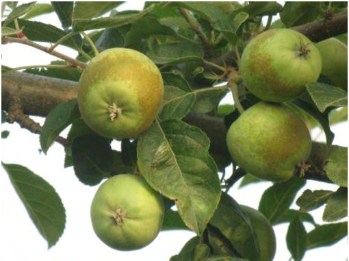 苹果果锈用什么药效果好,苹果果锈怎么去除