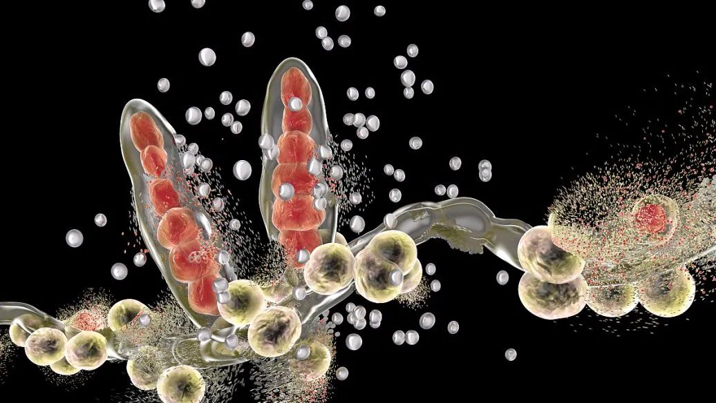 支原体感染要不要治疗,支原体感染女的好治吗