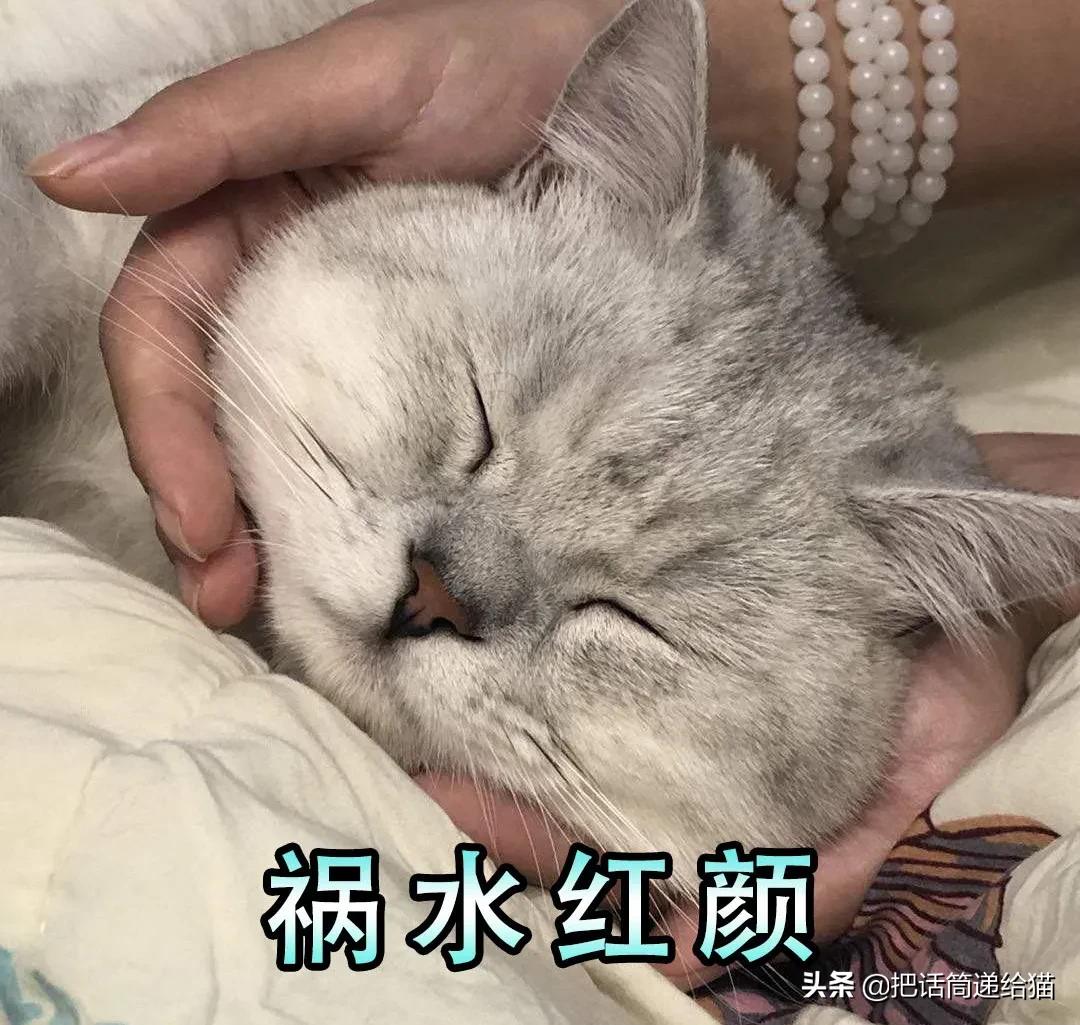求助！我的猫以为自己是我妈怎么办？