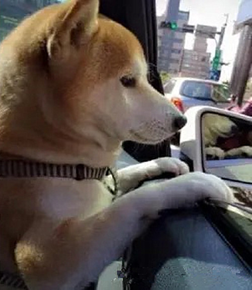 狗出门在外的大小便神器,院子里自制狗狗大小便神器