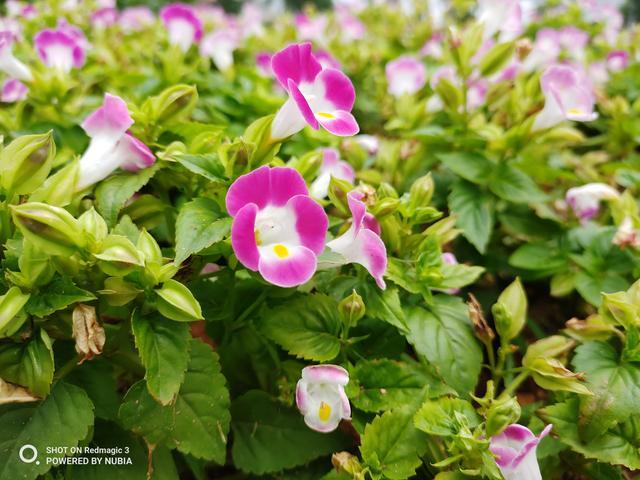 努比亚红魔3外屏,努比亚红魔3s外屏