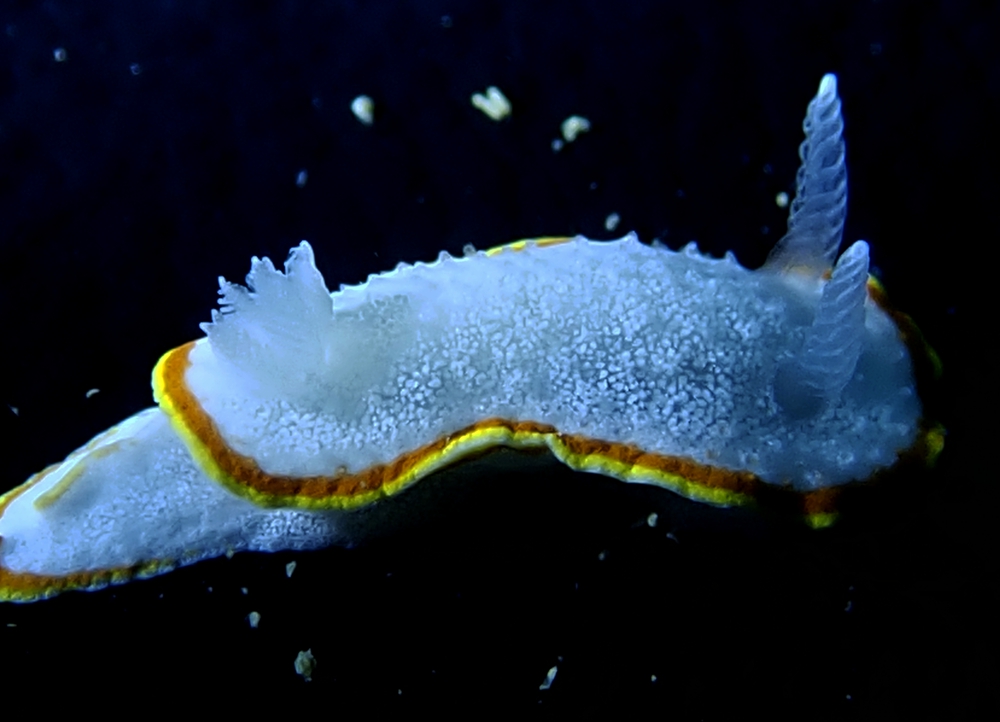 珠海海兔，它们在万山岛活得不错，明年再探望它们