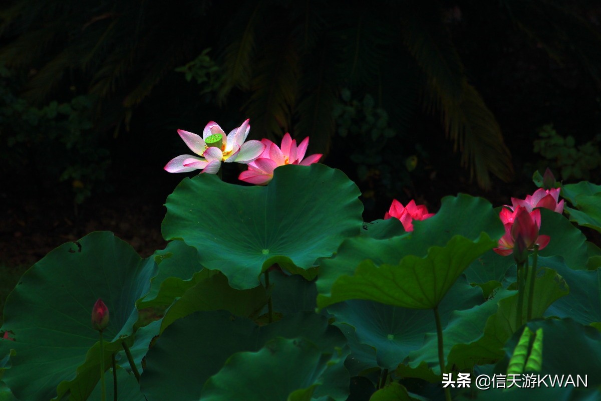 澶忚嚦宸茶嚦鑽疯姳鏅偣 (澶忚嚦宸茶嚦閭ｅ氨蹇樺嵈鐐庣儹鍘昏祻鑺卞惂)