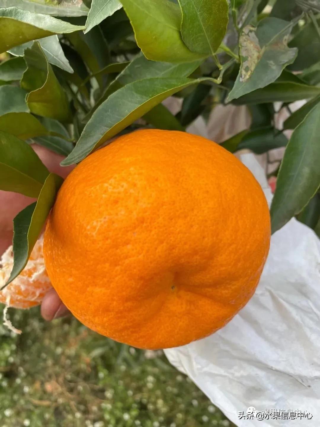 我国柑橘产区分布,柑橘产地行情