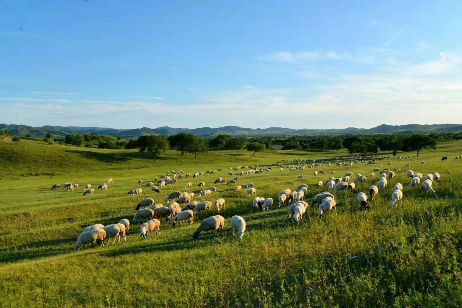 合局精酿啤酒私房烤串，聚餐好去处，来了才知道什么是征服