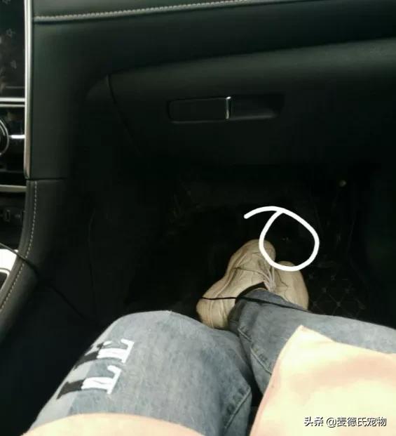 养狗真实感受图片,养狗黑的好还是黄色的好