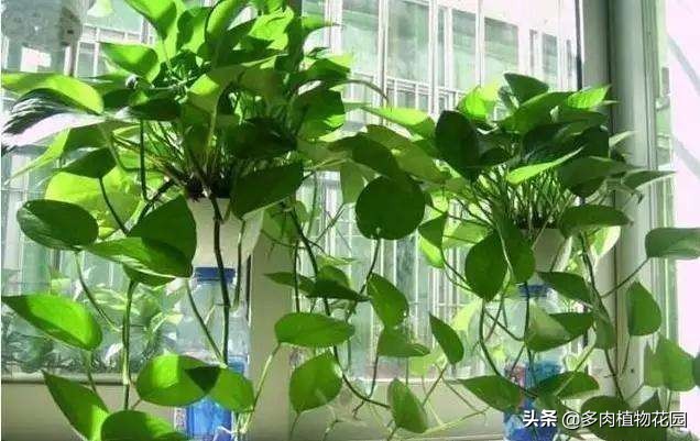 绿萝老是养死是什么原因,绿萝养护方法注意事项