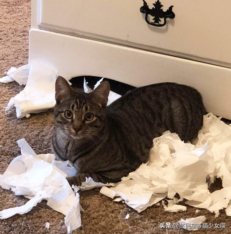 淘气猫咪爱撕纸,屡教不改怎么办,可以试试这5招哦