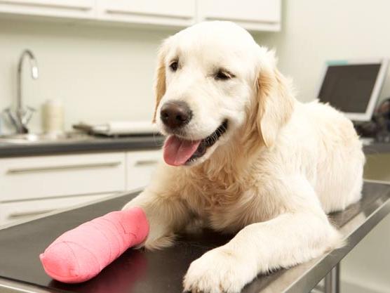 犬脑炎是什么原因引起,狗骨髓炎怎么治疗