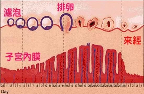 子宫的故事绘本,子宫的工作原理动画片