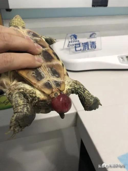 龟脱肛的原因和治疗方法,小青龟脱肛